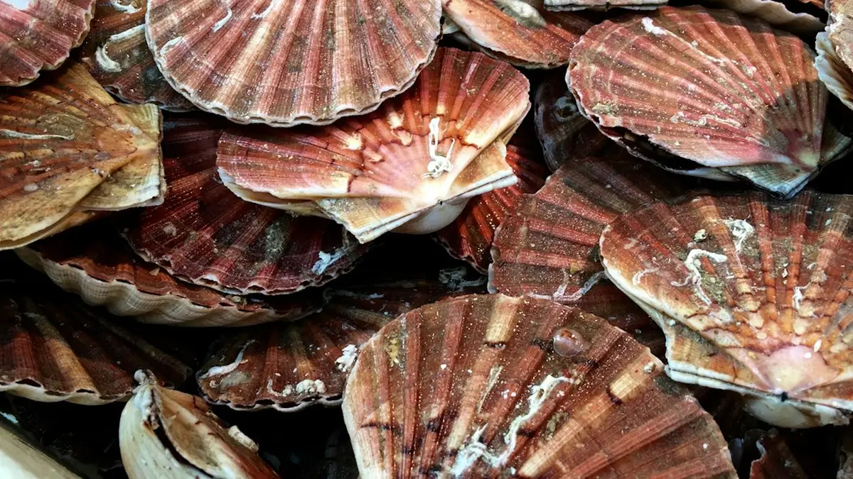Cuisson noix de saint jacques
