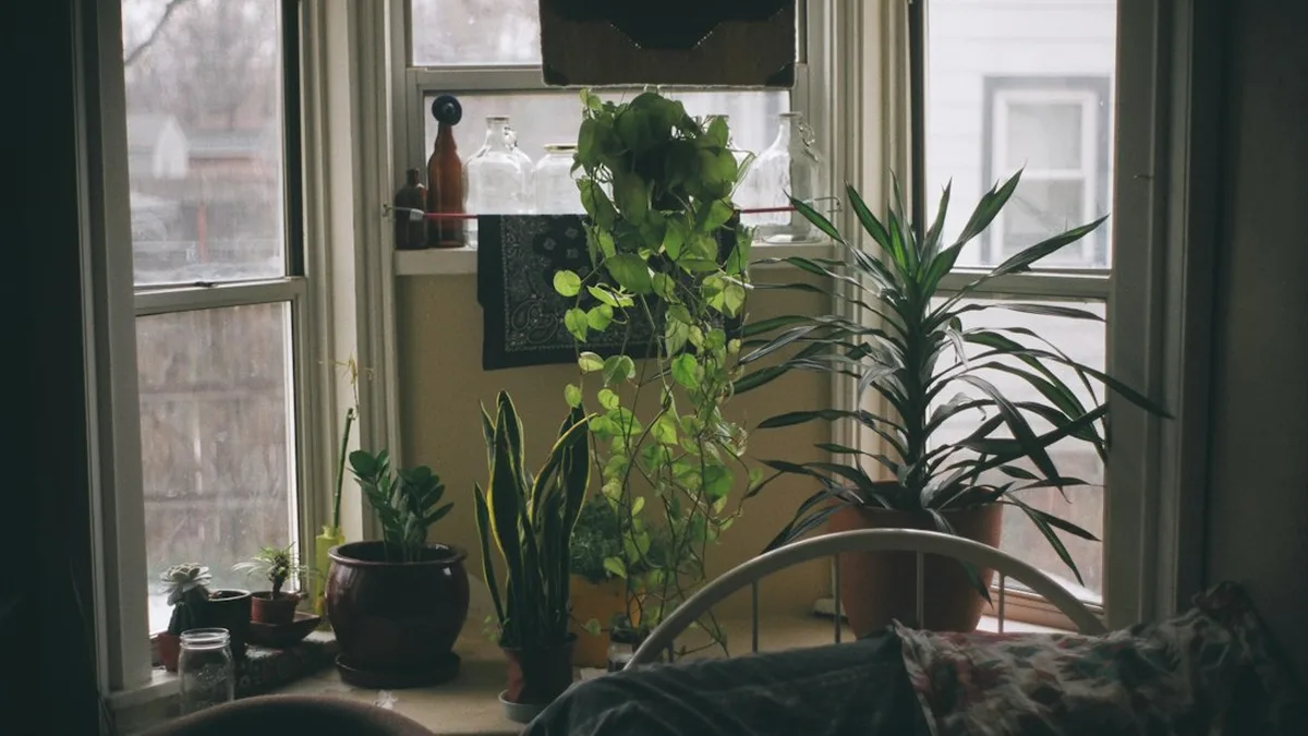 Ce que veut dire « sans lumière » pour une plante